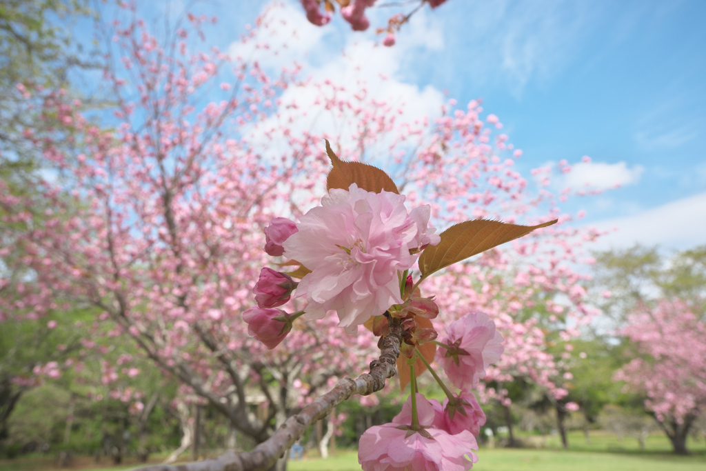 房総のむらの八重桜