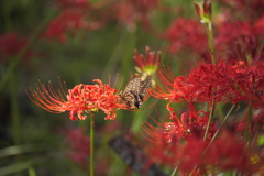 祖光院の彼岸花とアゲハ蝶