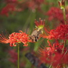 祖光院の彼岸花とアゲハ蝶
