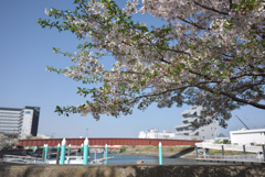 葉桜と天空橋