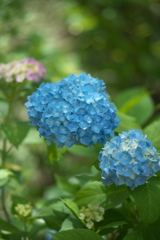 紫陽花