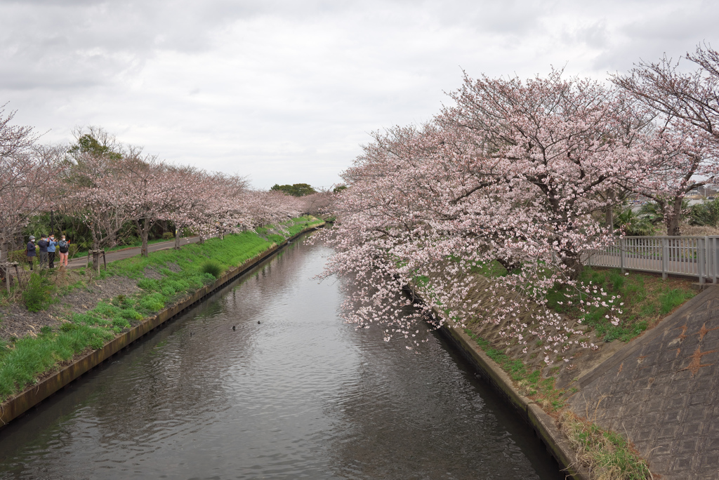 海老川の桜