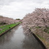 海老川の桜