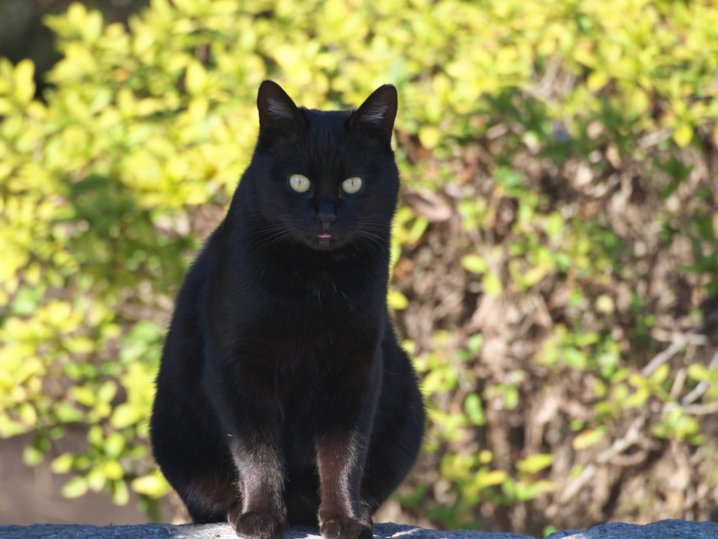 黒猫