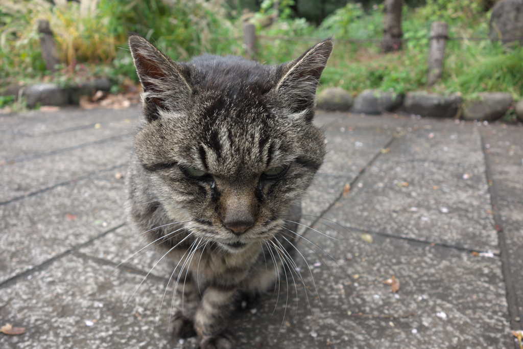 顔が怖い猫