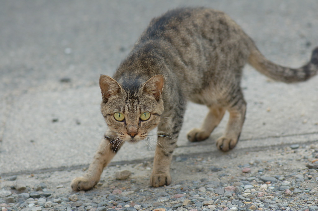 のら猫さん