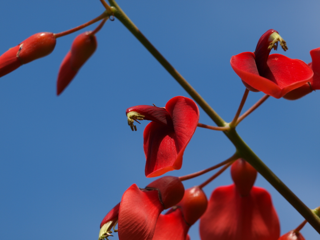 花