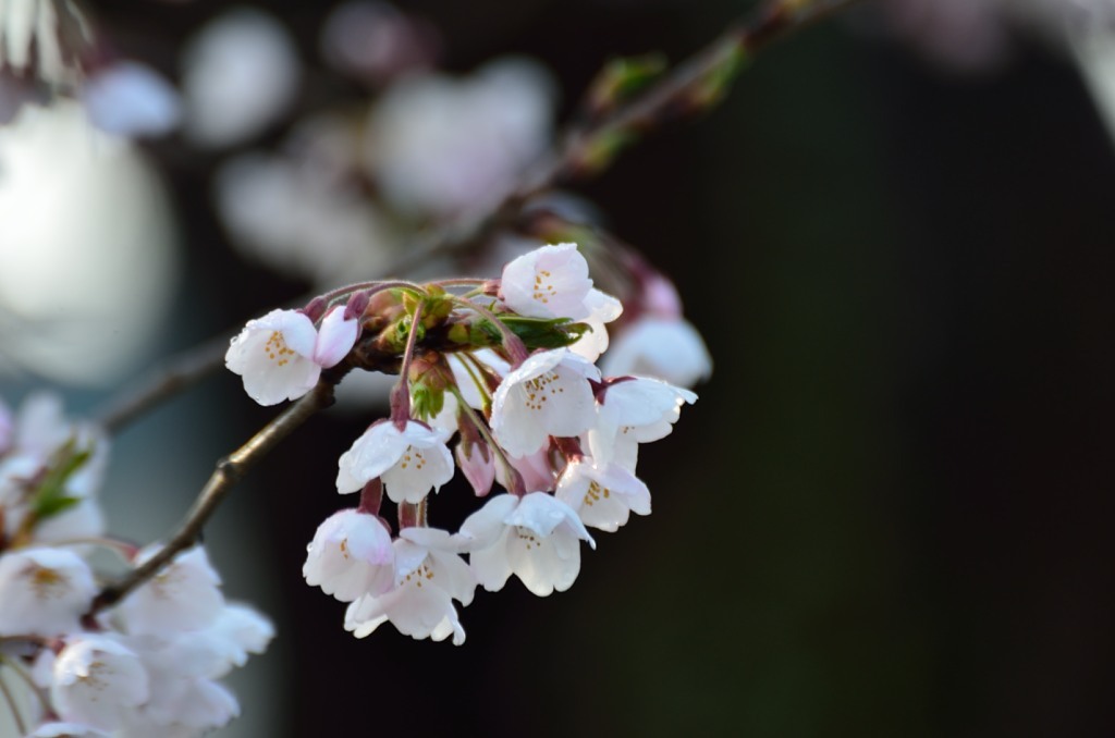 桜