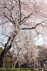 垂れ桜