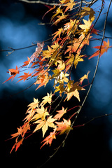 紅葉
