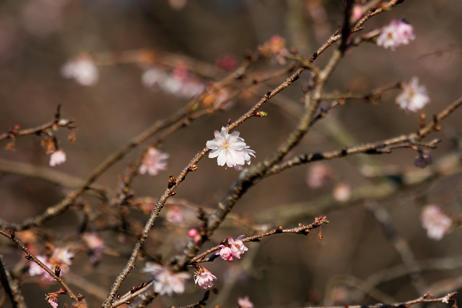 十月桜