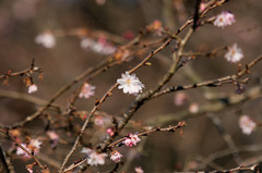 十月桜