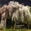 夜桜