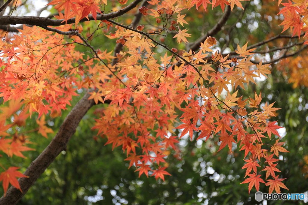 5D4試写05