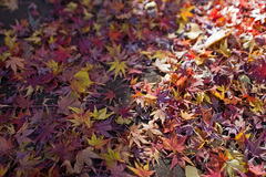 紅葉