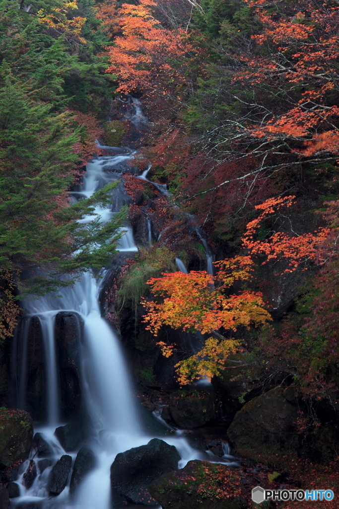 紅竜