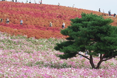 コキア