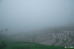霧の白米千枚田