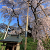 三春滝桜5
