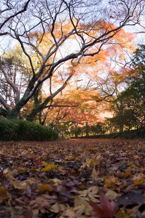 紅葉