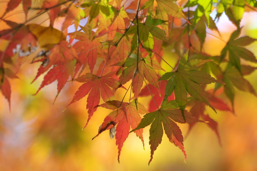 紅葉