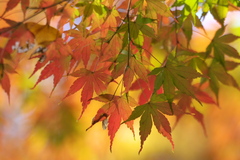 紅葉