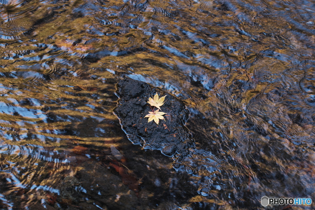 momiji