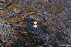 momiji