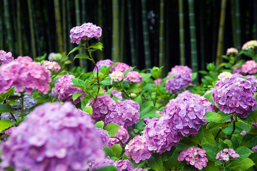 紫陽花