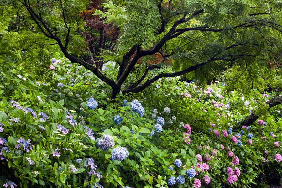 紫陽花