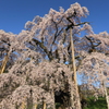 三春滝桜4