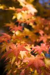 紅葉