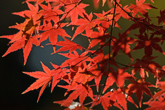 紅葉