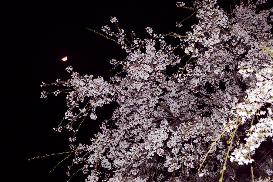 夜桜と月