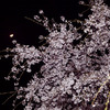 夜桜と月