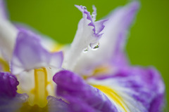 菖蒲