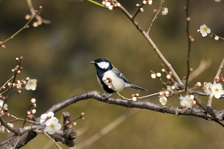 シジュウカラ