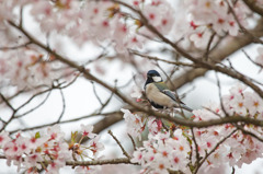 シジュウカラ