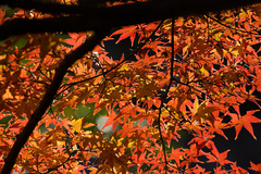 紅葉