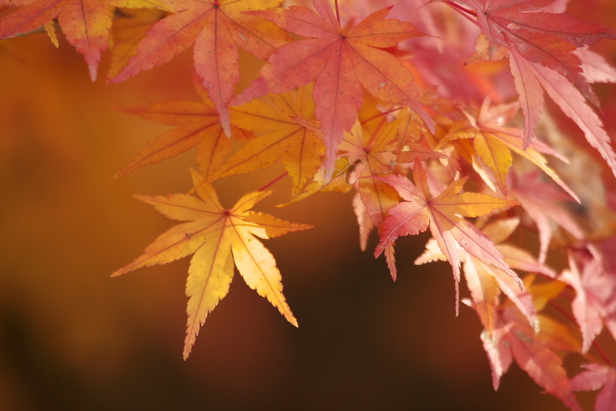 紅葉