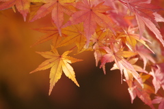 紅葉