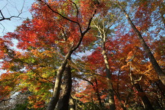 紅葉