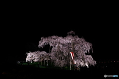 闇夜に浮かぶ滝桜01