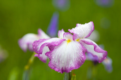 菖蒲