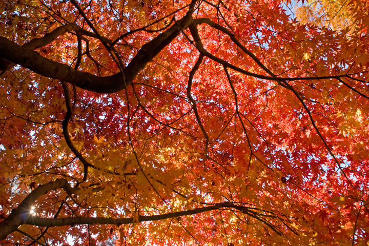 紅葉