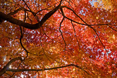 紅葉