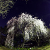 しだれ桜