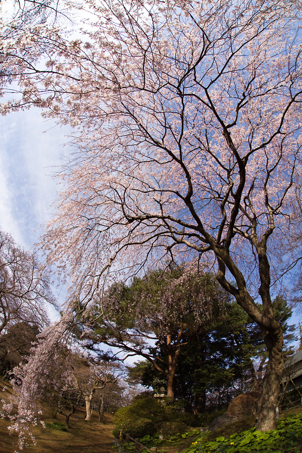 しだれ桜