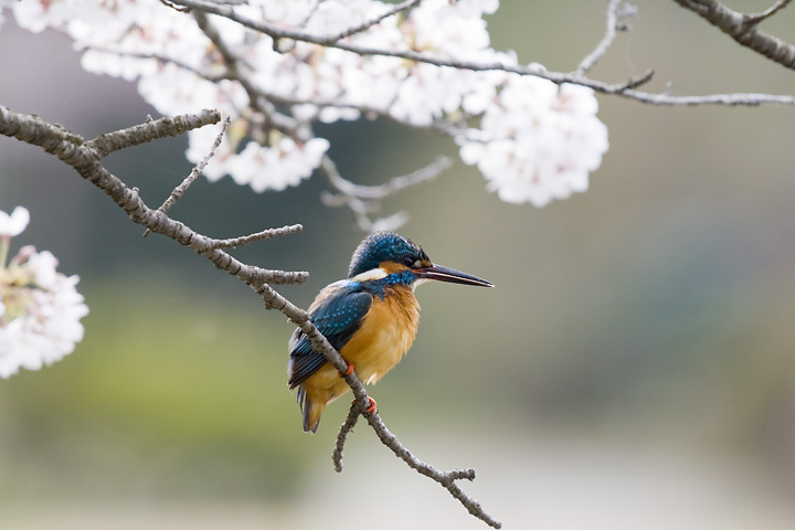 カワセミ