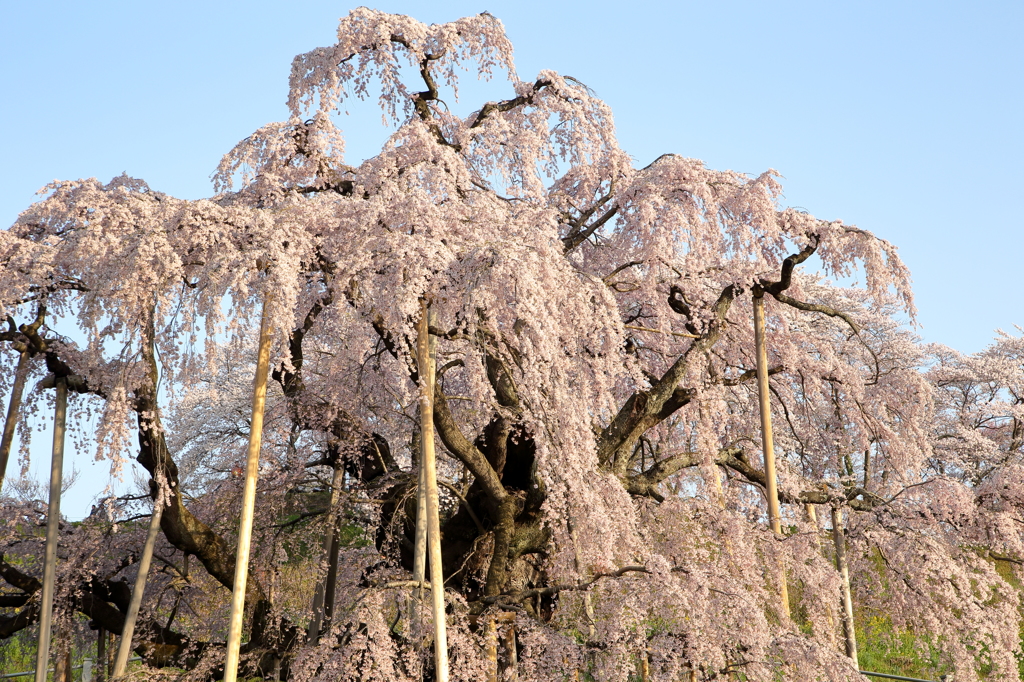 三春滝桜3